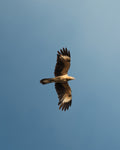 Detailed caracara, bird of prey, flying against a clear blue sky in Colombia.