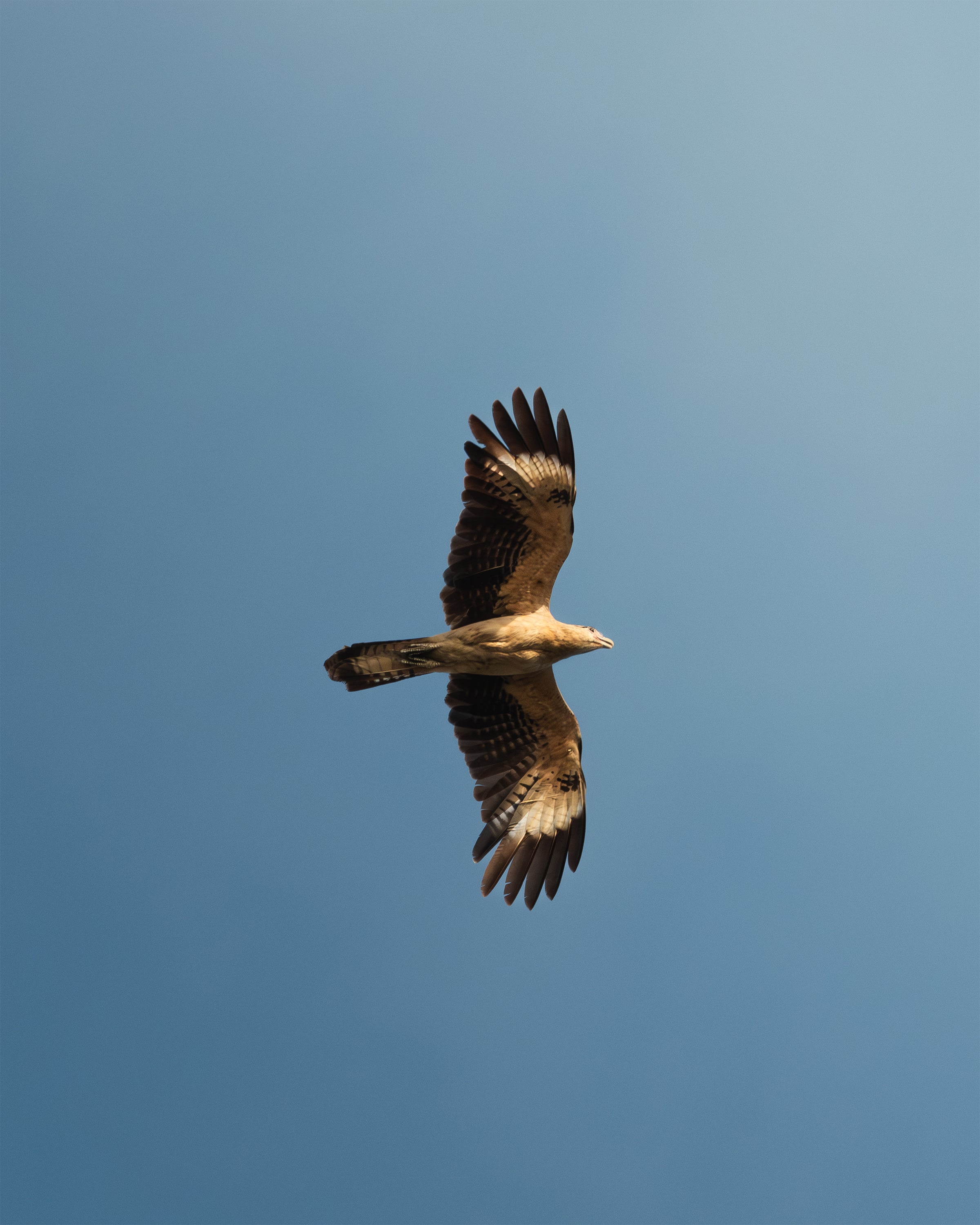 Detailed caracara, bird of prey, flying against a clear blue sky in Colombia.
