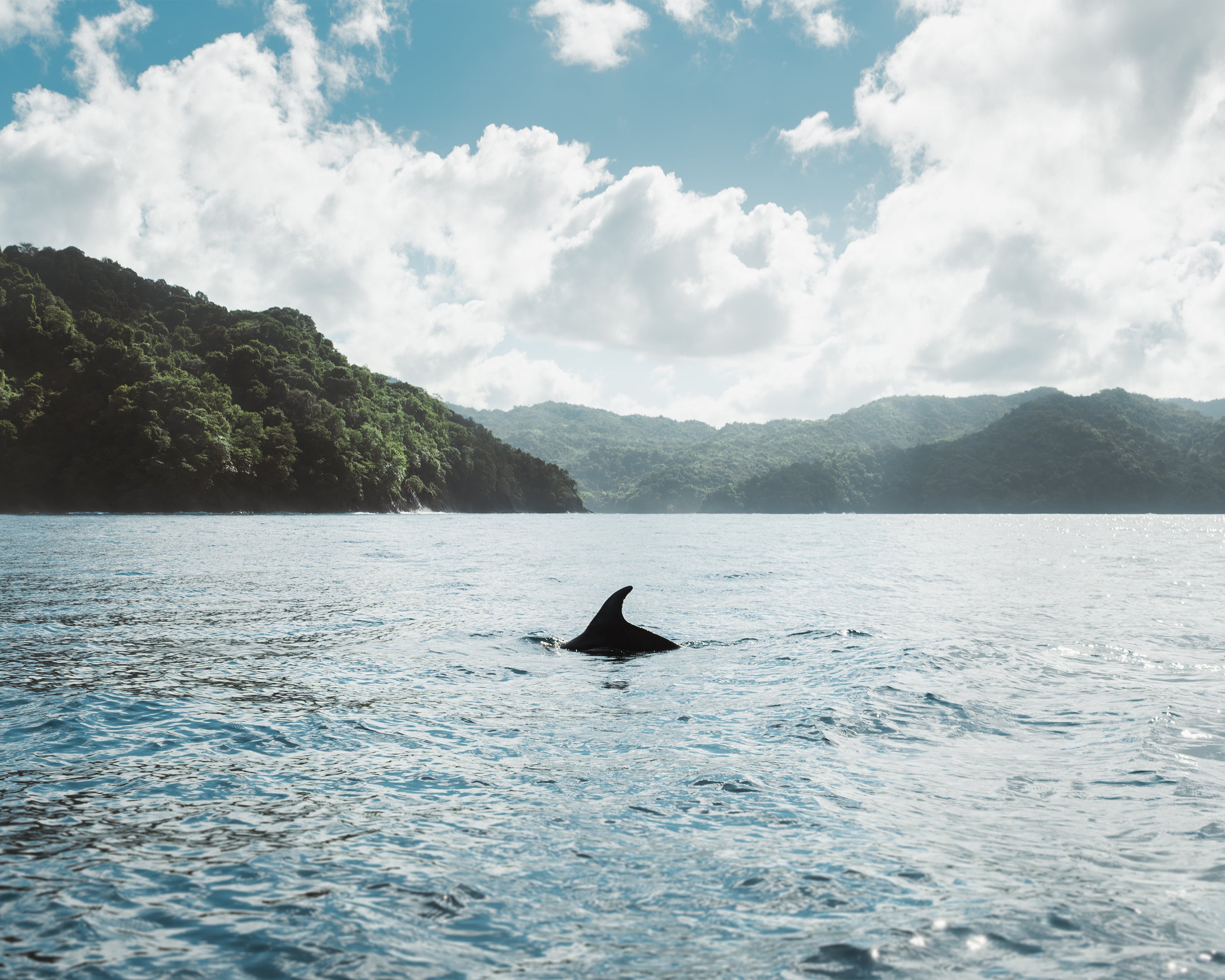 Dolphin swimming in a body of water with mountains in the background in Panama.
