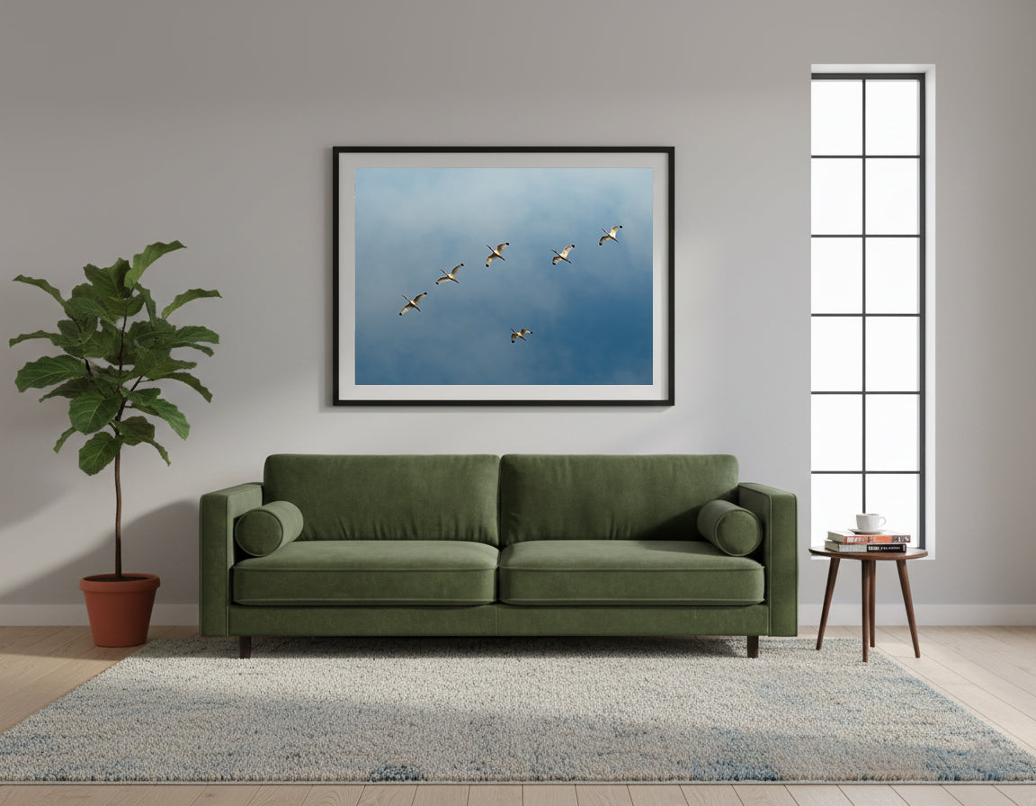 Framed group of white ibises (birds) flying in formation against a blue sky in Colombia.