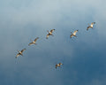 Group of white ibises (birds) flying in formation against a blue sky in Colombia.