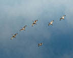 Group of white ibises (birds) flying in formation against a blue sky in Colombia.