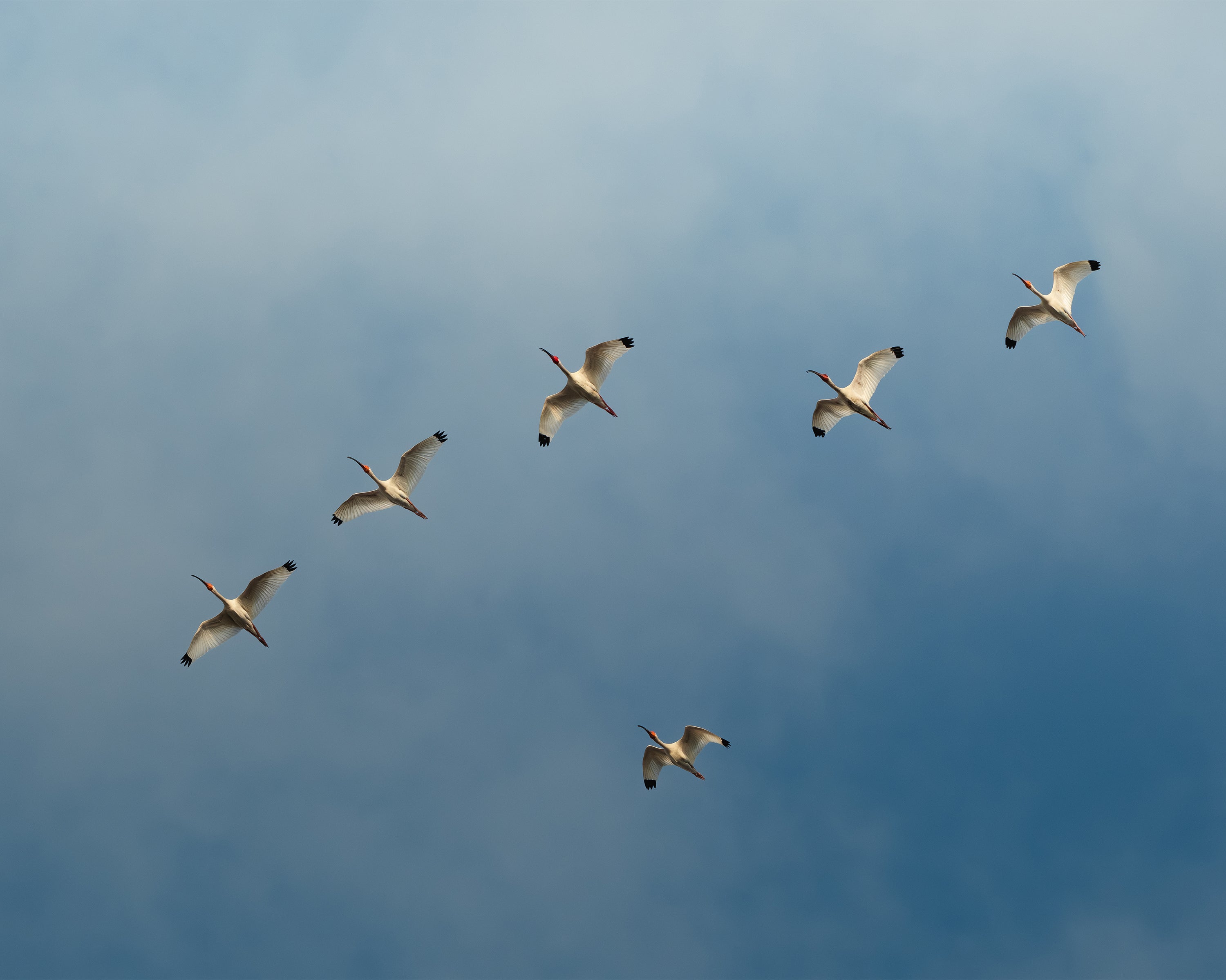 Group of white ibises (birds) flying in formation against a blue sky in Colombia.