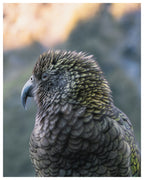 Alpine Kea