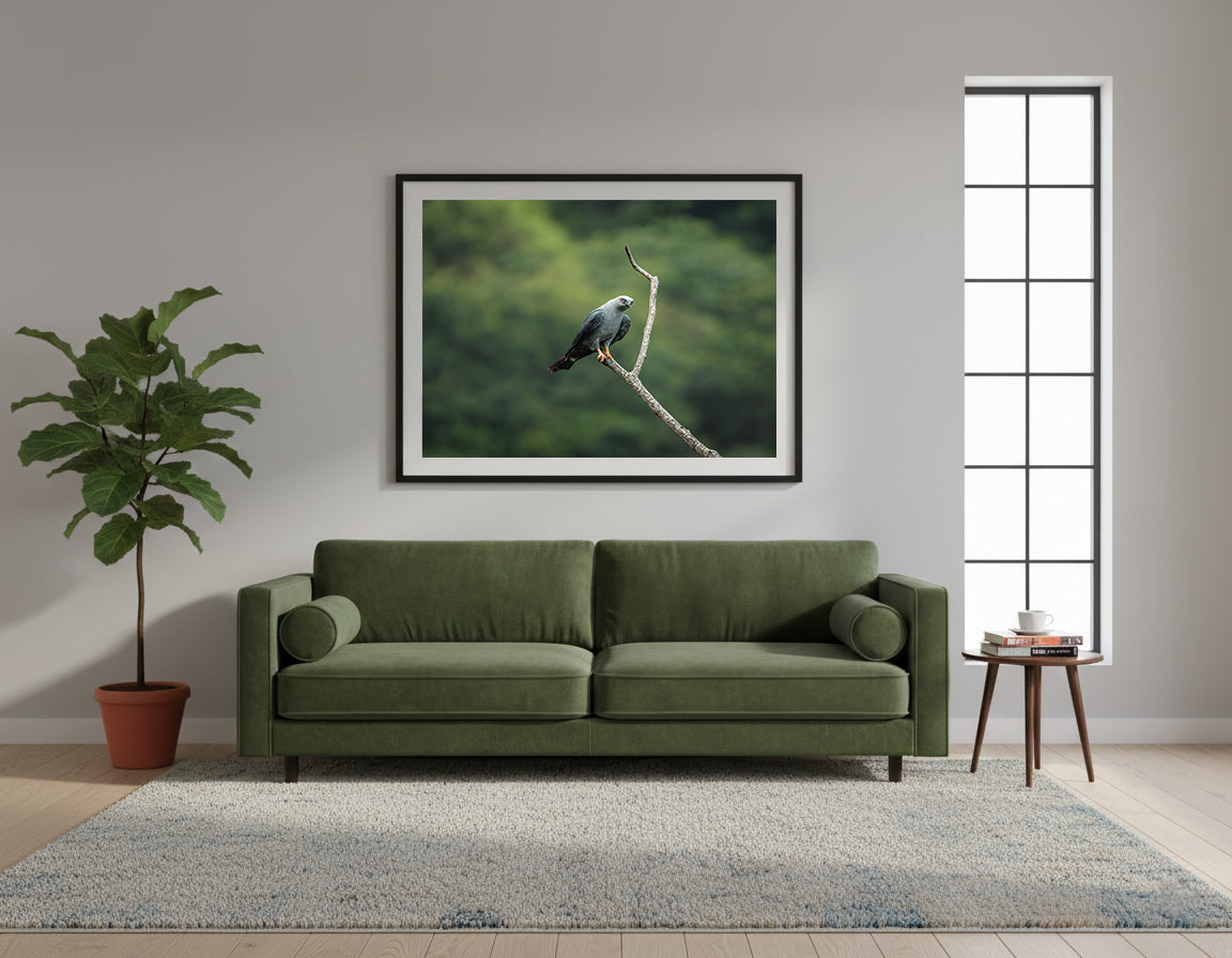 Framed detailed grey plumbeous kite perched on a branch with a blurred green forest background in Colombia.