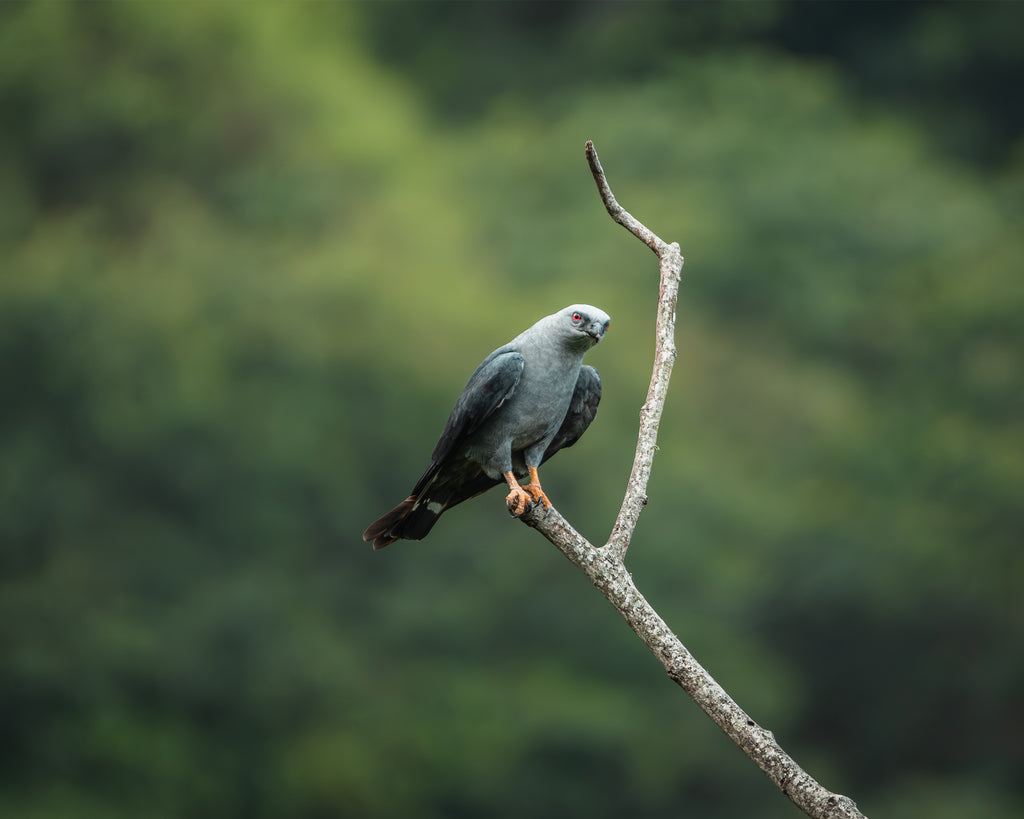 Detailed grey plumbeous kite perched on a branch with a blurred green forest background in Colombia.