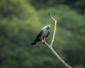 Detailed grey plumbeous kite perched on a branch with a blurred green forest background in Colombia.