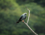 Detailed grey plumbeous kite perched on a branch with a blurred green forest background in Colombia.