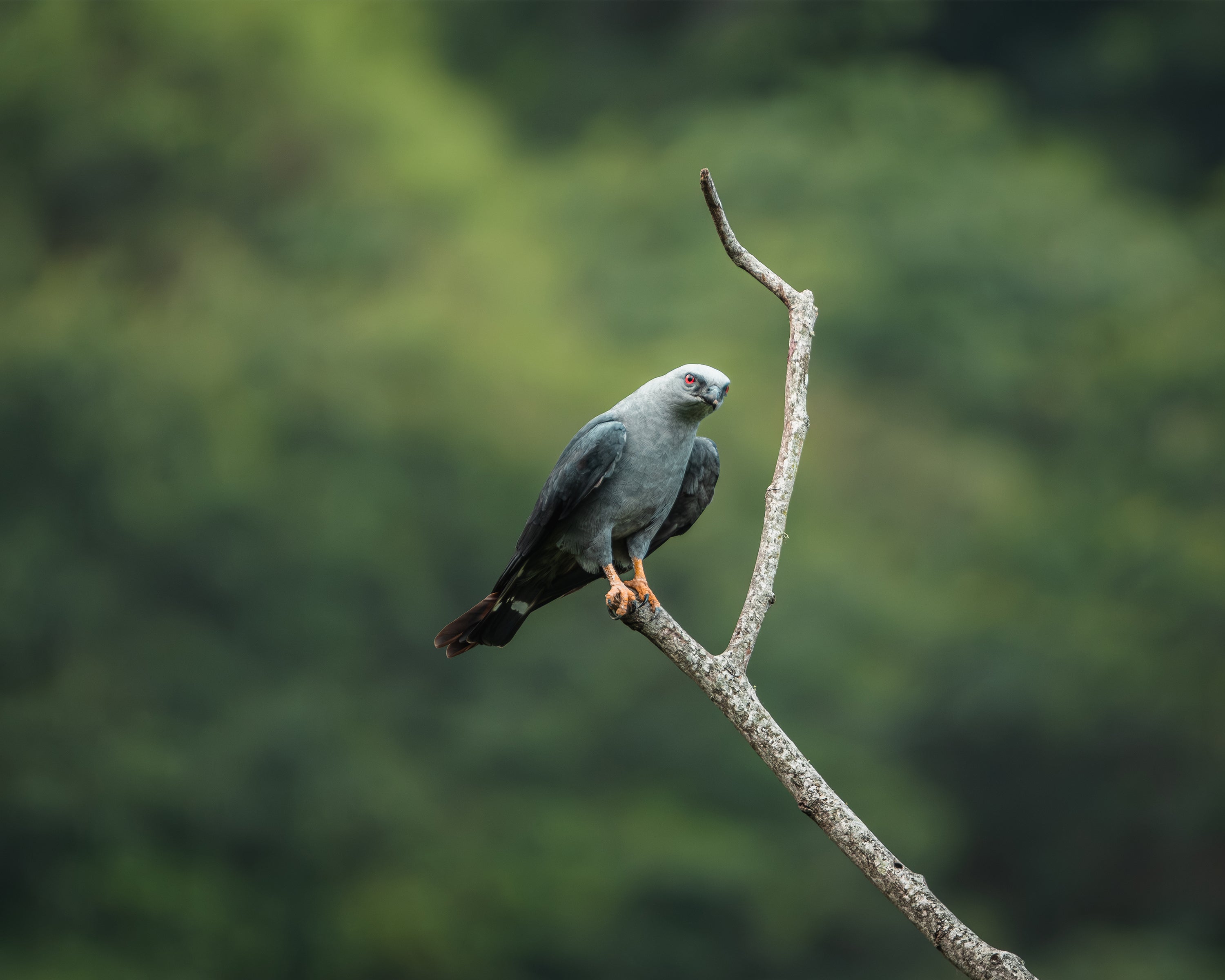 Detailed grey plumbeous kite perched on a branch with a blurred green forest background in Colombia.