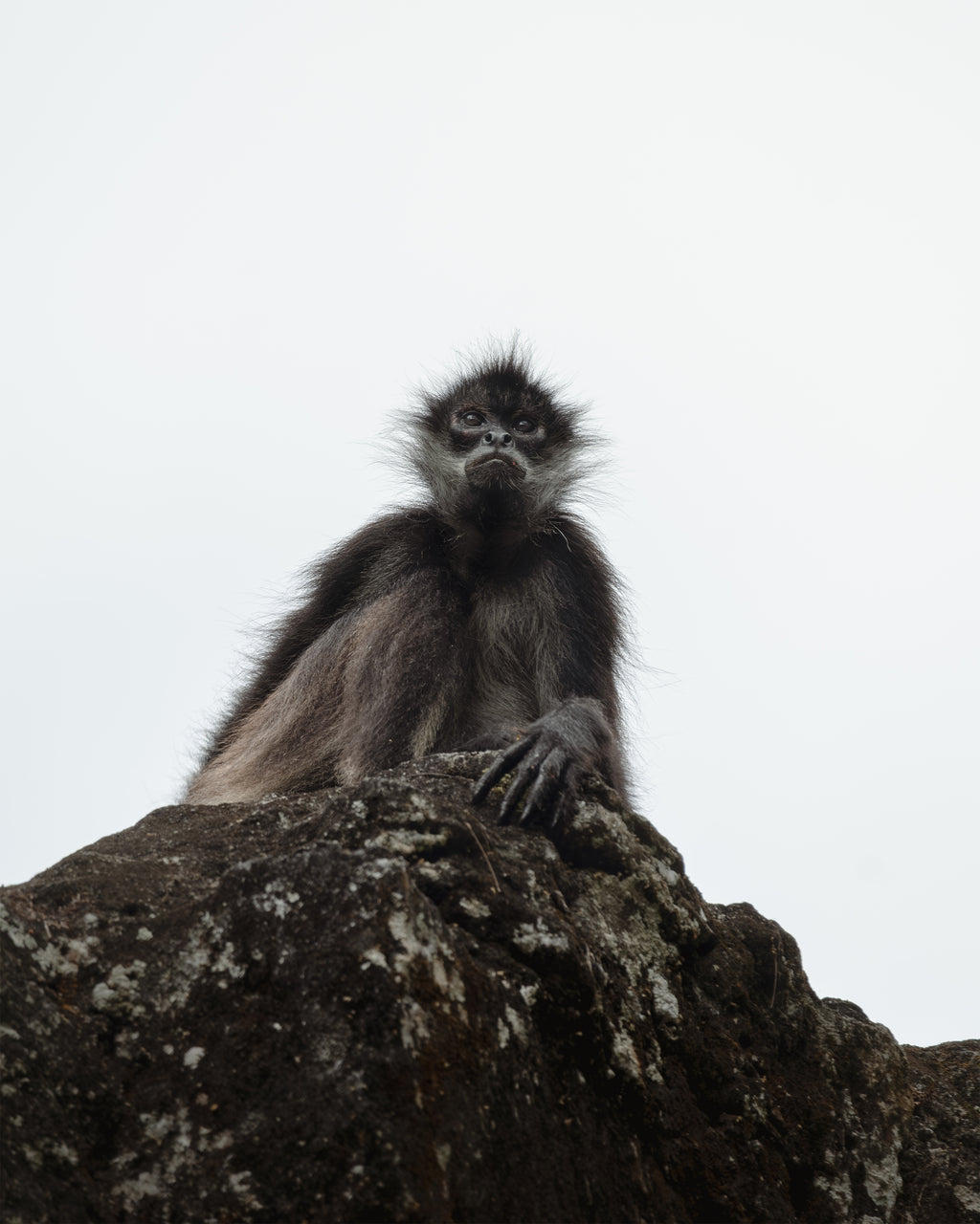 Spider monkey in Tikal, Guatemala, on a rock with a white background.