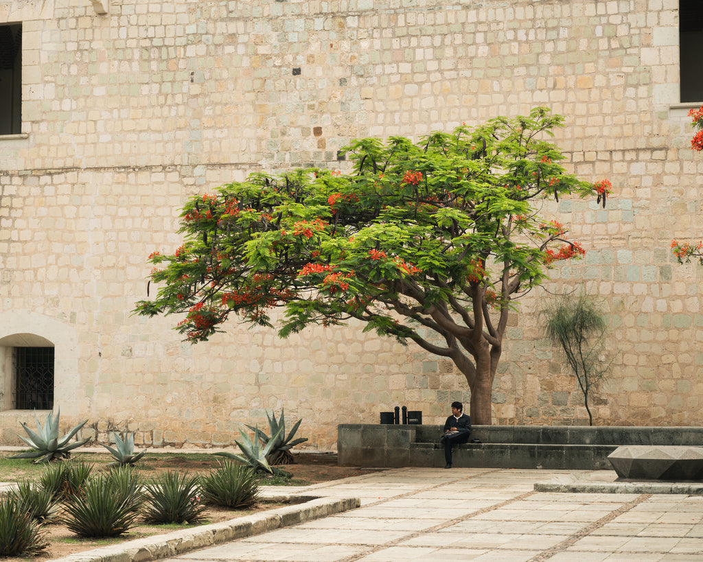Tree with red flowers in a courtyard in Oaxaca, Mexico, with a stone wall and benches. A lone man sits under the tree.