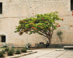 Tree with red flowers in a courtyard in Oaxaca, Mexico, with a stone wall and benches. A lone man sits under the tree.