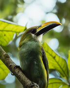 Emerald toucanet with yellow beak perched on a branch with a blurred green background, in Guatemala.