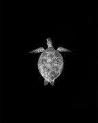 Close-up underwater photography of a Green Sea Turtle swimming on a black background