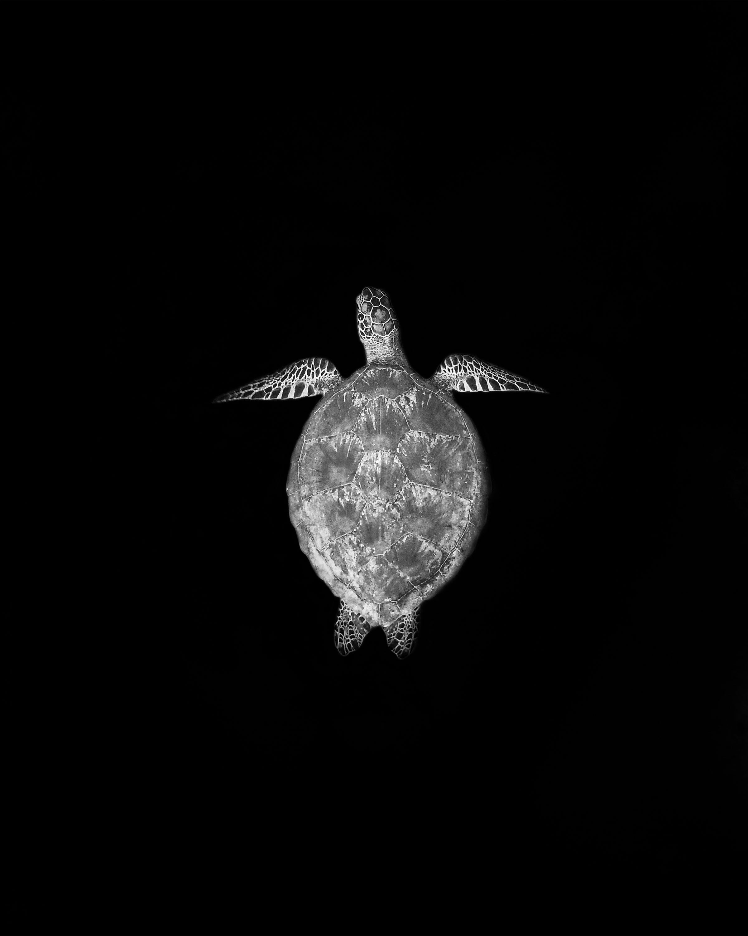Close-up underwater photography of a Green Sea Turtle swimming on a black background